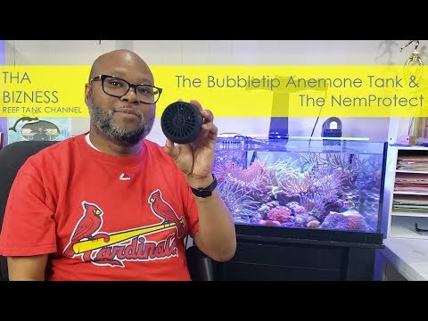 The Bubble Tip Anemone Tank and NemProtect