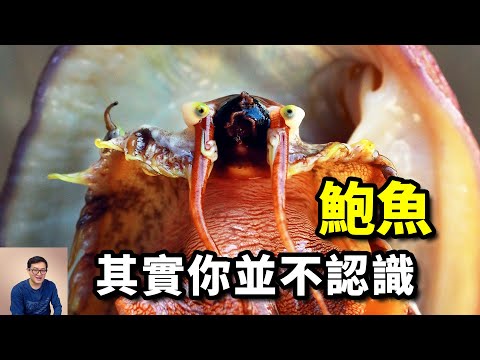 鮑魚你真的認識嗎？它能阻止海膽泛濫，又捲入了毒品貿易！你知道它腦袋長什麼樣嗎？【老肉雜談】#動物 #海鮮 #鮑魚 #美食 #海洋