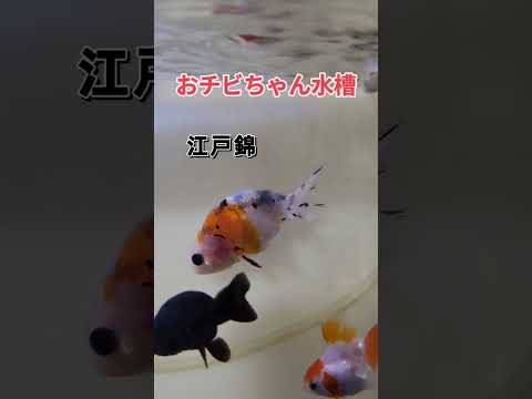 【金魚】おチビ水槽&大人水槽