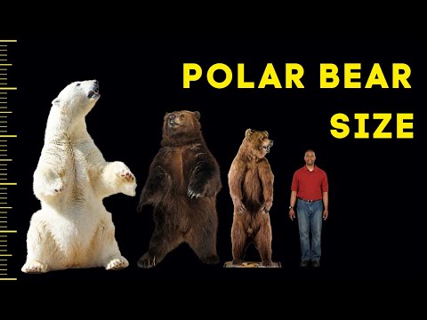 How Big Are Polar Bears? - Size Comparison With Humans and Other Bears