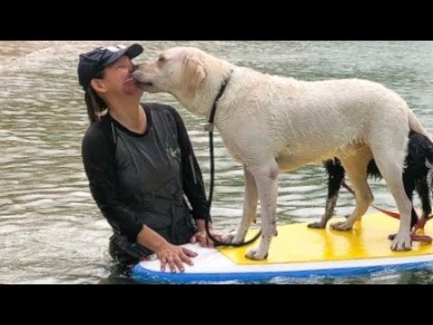 Paddleboarding dogs at Tanjong Beach, Sentosa | Sentosa Stories