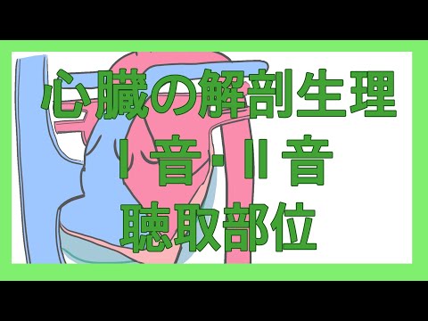 看護学生向け　心音聴取【Ⅰ音・Ⅱ音】とは？を解説！