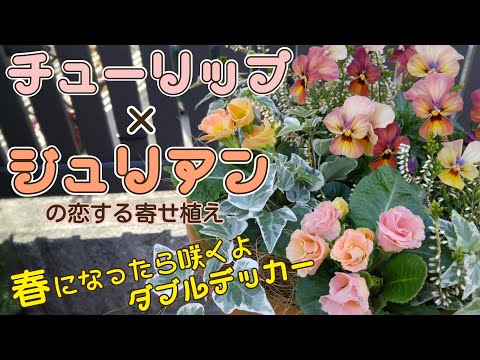 チューリップが春に咲く🌷黄色系ダブルデッカー