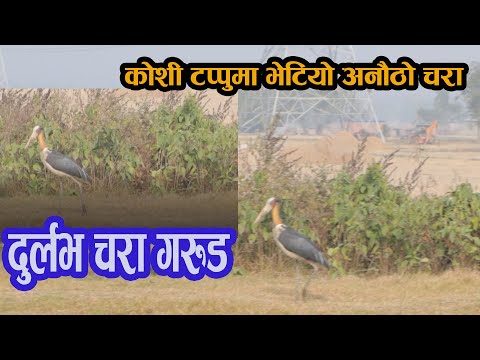 कोशी टप्पुमा भेटियो अनौठो चरा गरुड Bird Nepali | Falano Movies