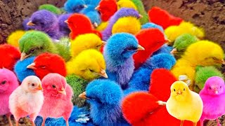 Tangkap Ayam lucu,Ayam warna warni ,Ayam Rainbow,Ayam,marmut, Dunia hewan lucu Gokil part 95