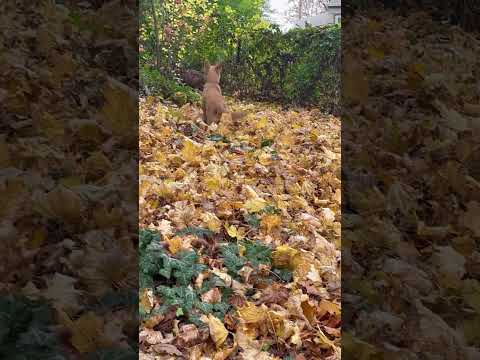 Puppy dancing traditional Chinese music #dogdance