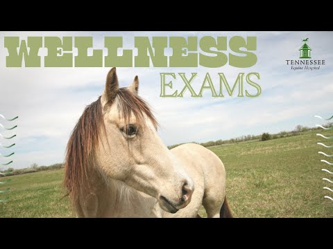 What to Expect at Your Equine Wellness Exam