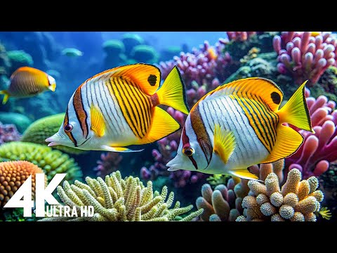 Marvel at Sea Animal in The Best 4K ULTRA HD Aquarium, Dive Into The Mesmerizing Underwater Realm