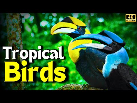 Life of Tropical Birds that Call Jungle Home | Creative Nature Relaxation Sounds of Forest Birds