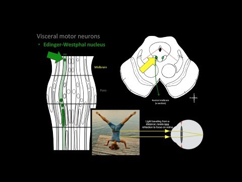 Brainstem. Motor nuclei