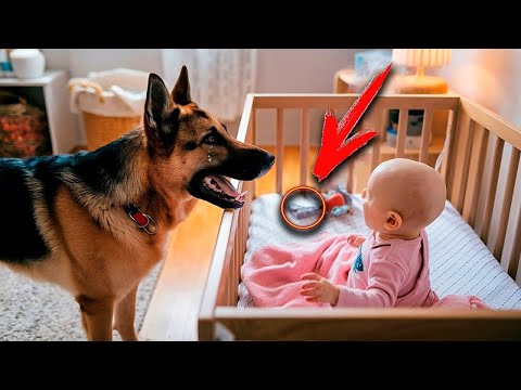 The dog growled at the child every night  When the parents discovered the reason, they were shocked