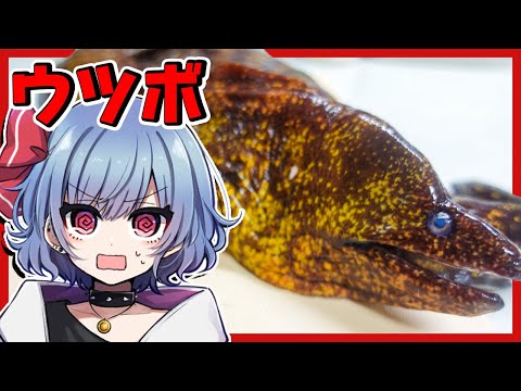 ウ、ウツボって食べれるんですか！？！？【お料理】【ゆっくり実況】