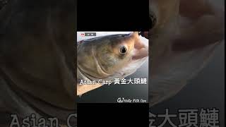 【NuKe FiSh Opa】台灣淡水大魔王，黃金大頭鰱 ，Asian carp，lure lure fishing。(vlog)