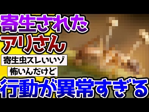 【2ch動物スレ】寄生された「アリ」、筋肉だけ支配されてとんでもない行動をしてしまう。→寄生虫スレはいいゾ　#昆虫 #生き物