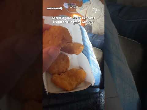 Husky Executes Chicken Nugget Heist