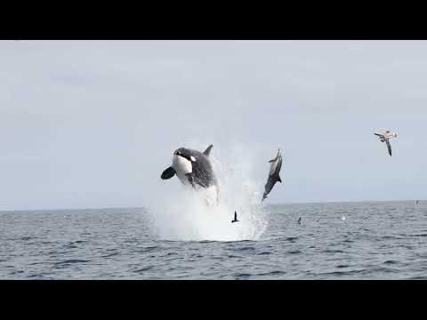 Killer Whales Displaying Spectacular Hunting Techniques in San Diego (Narrated)