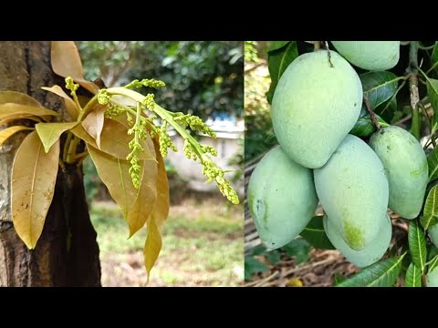 Unique Ways to Graft Mango Trees at Home with Fast Fruiting Bananas for Beginners