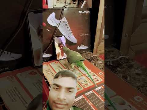 #parrot #trending #viral #motivation #greenscreen #youtube #foujiveerendra