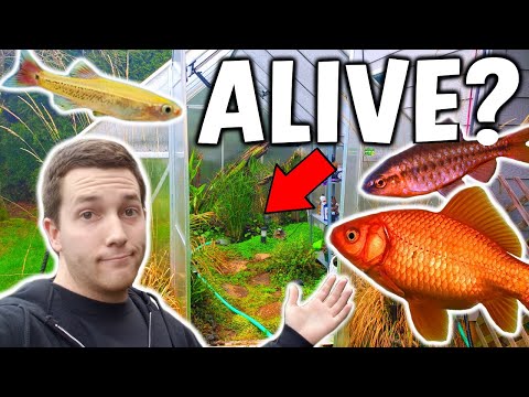 Did They SURVIVE? OUTDOOR Greenhouse **POND Fish**