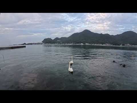 【ダイビング】海にいる白鳥in静浦