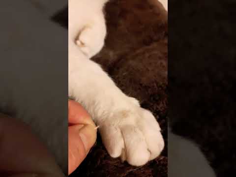 一部始終を黙って見てる猫#shorts