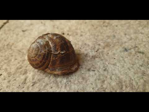 Jerusalem Snail