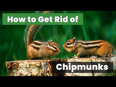 Uncover the Best Methods for How to Get Rid of Chipmunks Quickly!