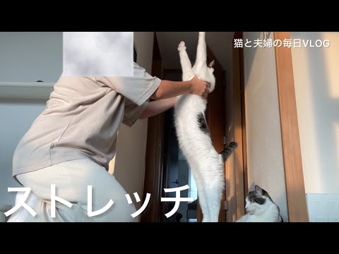 猫と夫婦の毎日VLOG#449 仕事終わりのひととき