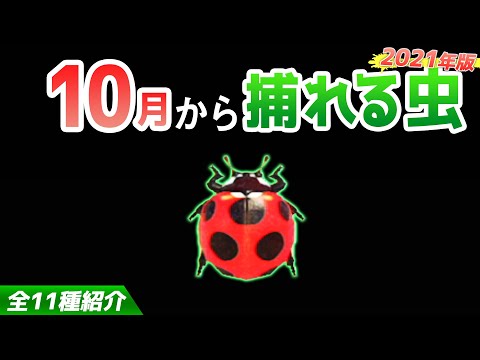 【あつ森】10月から捕れる虫を全て紹介！出現時間や場所・条件など捕まえるコツについても徹底解説！ノミやタマムシ、ヨナグニサンなどレア虫が登場！【あつまれどうぶつの森　10月虫図鑑コンプリート】