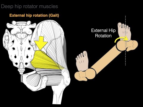 Deep hip rotator muscles