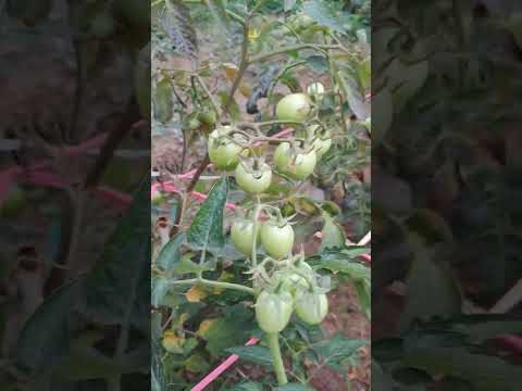 Fresh Tomato from Garden #vietnam #shortvideo #satisfying #tomato