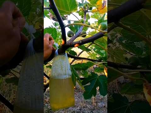 A Bag Of Water Would Do The Bending Work For Fruit Tree Branches #farming #ideas #agriculture