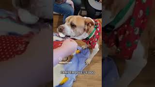 Video of adoptable pet named Camper