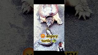 Angry 😡 #turtle #funny #trending #shorts #viralshortvideo #viralshorts