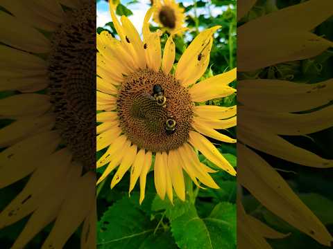 Sunflowers in the Dove Field #flowers #sunflowers #outdoors #getoutside