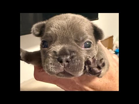 18 Days and Growing! French Bulldog Rescue Litter Whelping! #frenchbulldog #frenchie #puppy