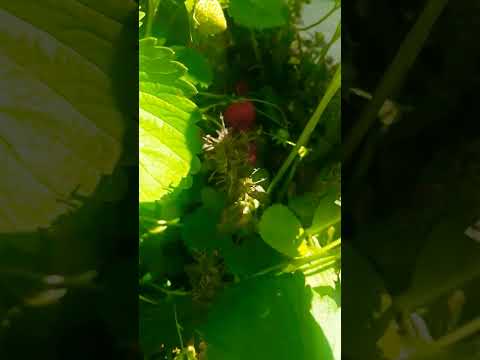 #strawberries from the #backyard #garden #shorts