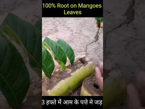 Roots in Mango Leaves fast and successful roots developed use of Orange and Banana stump