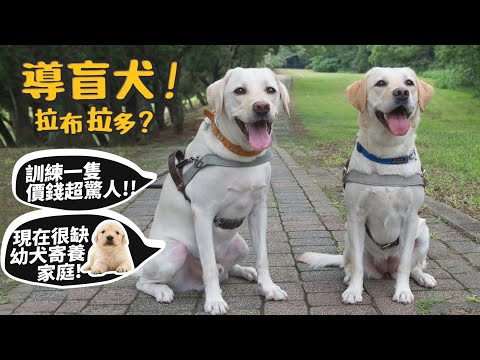 【公益】導盲犬!拉布拉多?訓練花費驚人?很缺幼犬寄養家庭?導盲杖跟導盲犬的差別?路上遇到怎麼辦?ft.水魔素、台灣導盲犬協會Guide Dog Association【許伯簡芝】