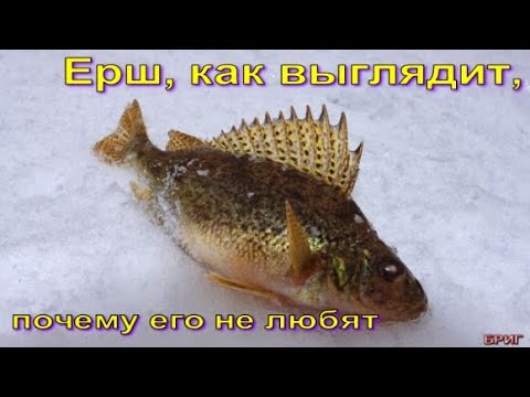 Ерш, как выглядит, почему его не любят