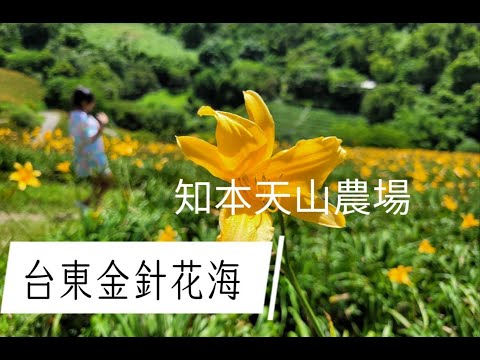 台東旅遊《知本天山農場》金黃璀璨的金針花山