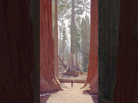 Have you planned your trip to Sequoia National Park yet? #youtubeshort #travel #shorts  #ytshorts