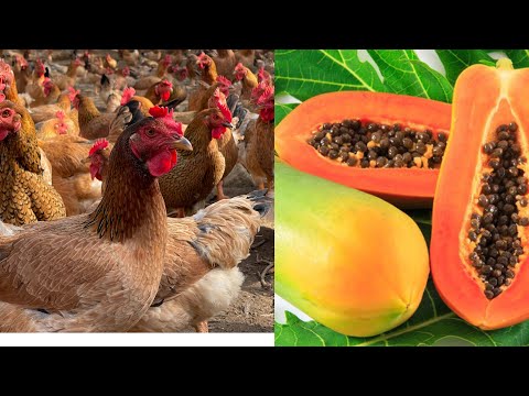 Uses of papaya leaves in chicken farming - how to prepare - chicken farm