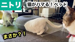 ニトリで『ペットベッド』買ったら…猫がハマりました