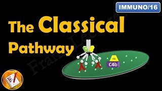 The Classical Pathway - The Complement System (Part IV) (FL-Immuno/16)