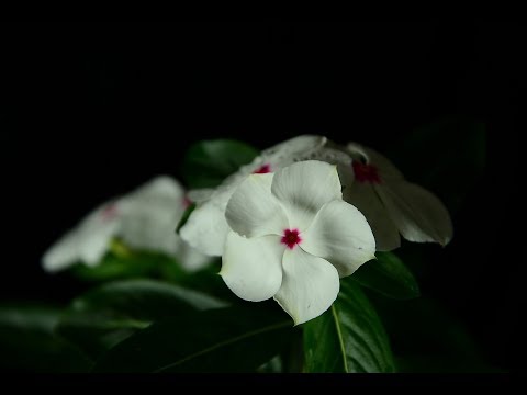 長春花的花開縮時攝影