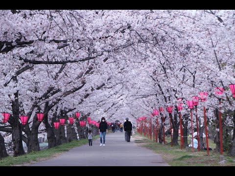 2021年 黄砂に煙る桜/smile