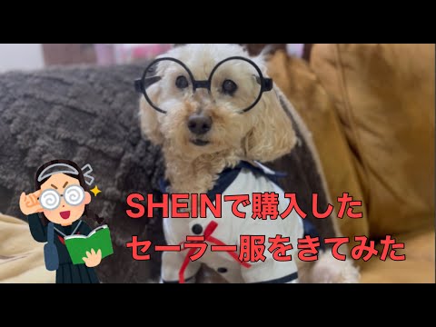 【SHEIN 購入】いっちゃんにセーラー服を着せたらガリ勉みたいになった😂