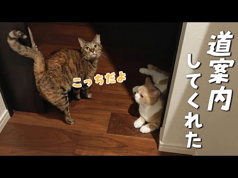 言葉を理解した猫がちゃんと案内してくれた～短編　938話