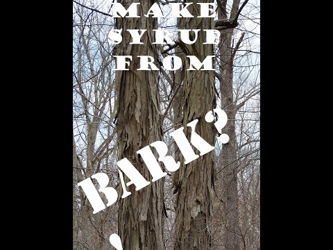 Hickory Bark Syrup Teaser